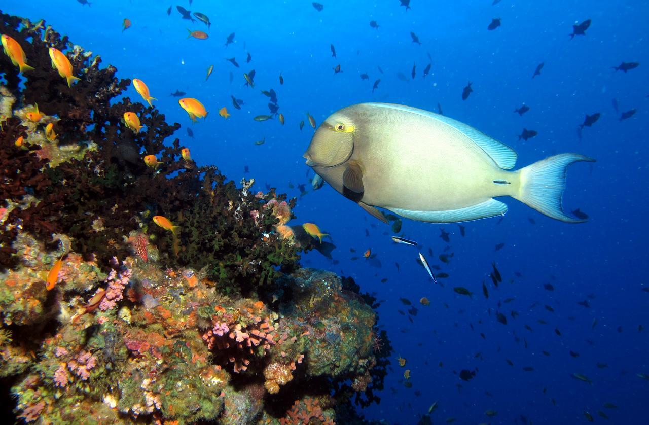 Kandima Maldives Kudahuvadhoo Exteriér fotografie Acanthurus chirurgus