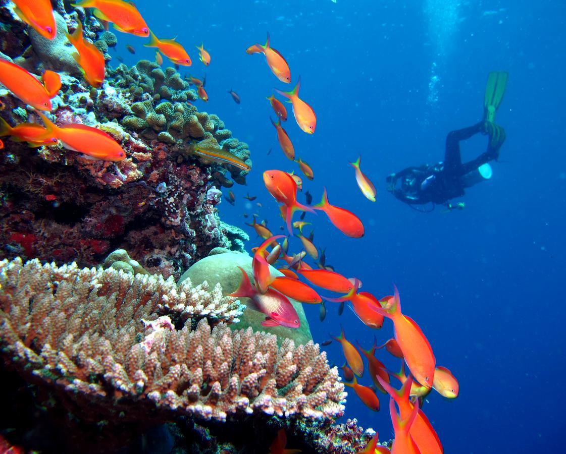 Kandima Maldives Kudahuvadhoo Exteriér fotografie A diver with a camera